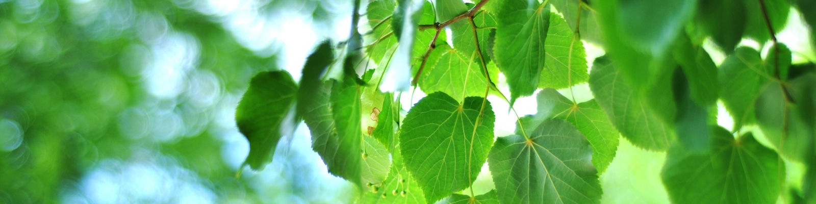 Looking up at the green leaves with sunlight shining through
