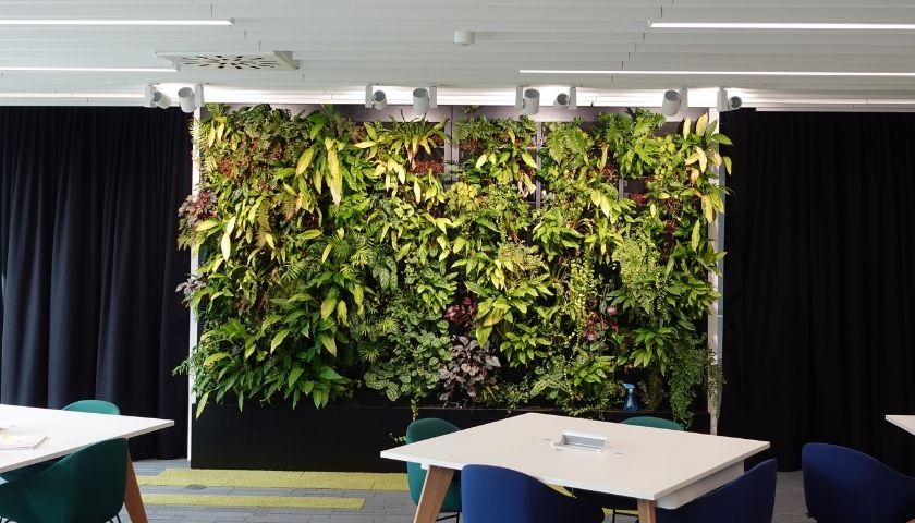 An image of our A floor living wall