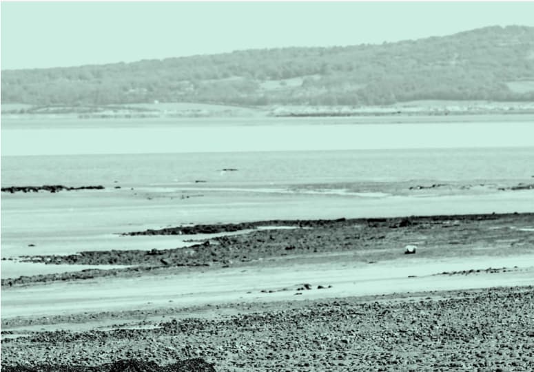 A photograph of Morecambe Bay by Serena Pollastri.