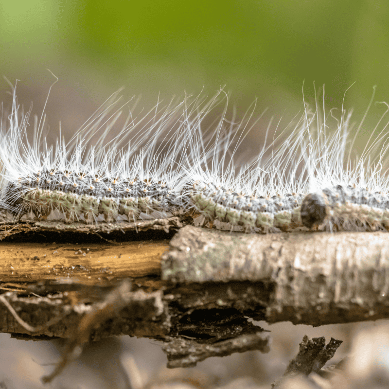 Oak Processionary Caterpillars