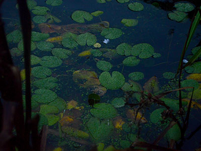lilypads in the dark