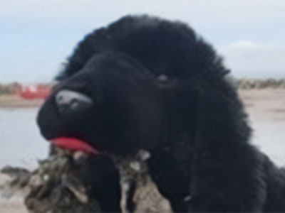 Baxter the Dog, a puppet