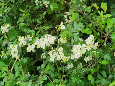 flowers and ground cover