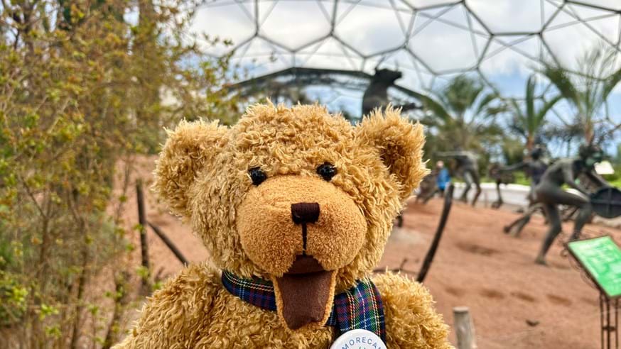 Teddy Bear smiling, the background is Eden Project Cornwall
