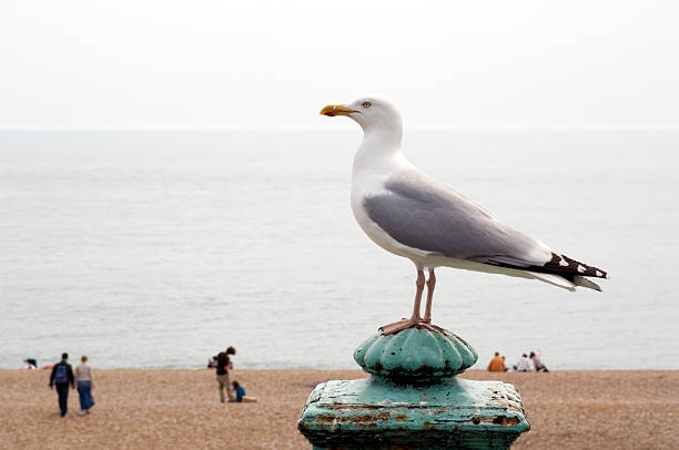 seagull on the beach
