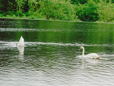 Two Swans on water
