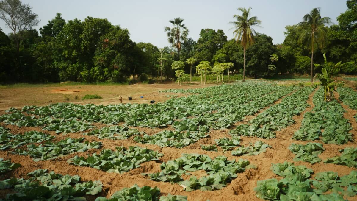 A field in West Africa grows brassica.