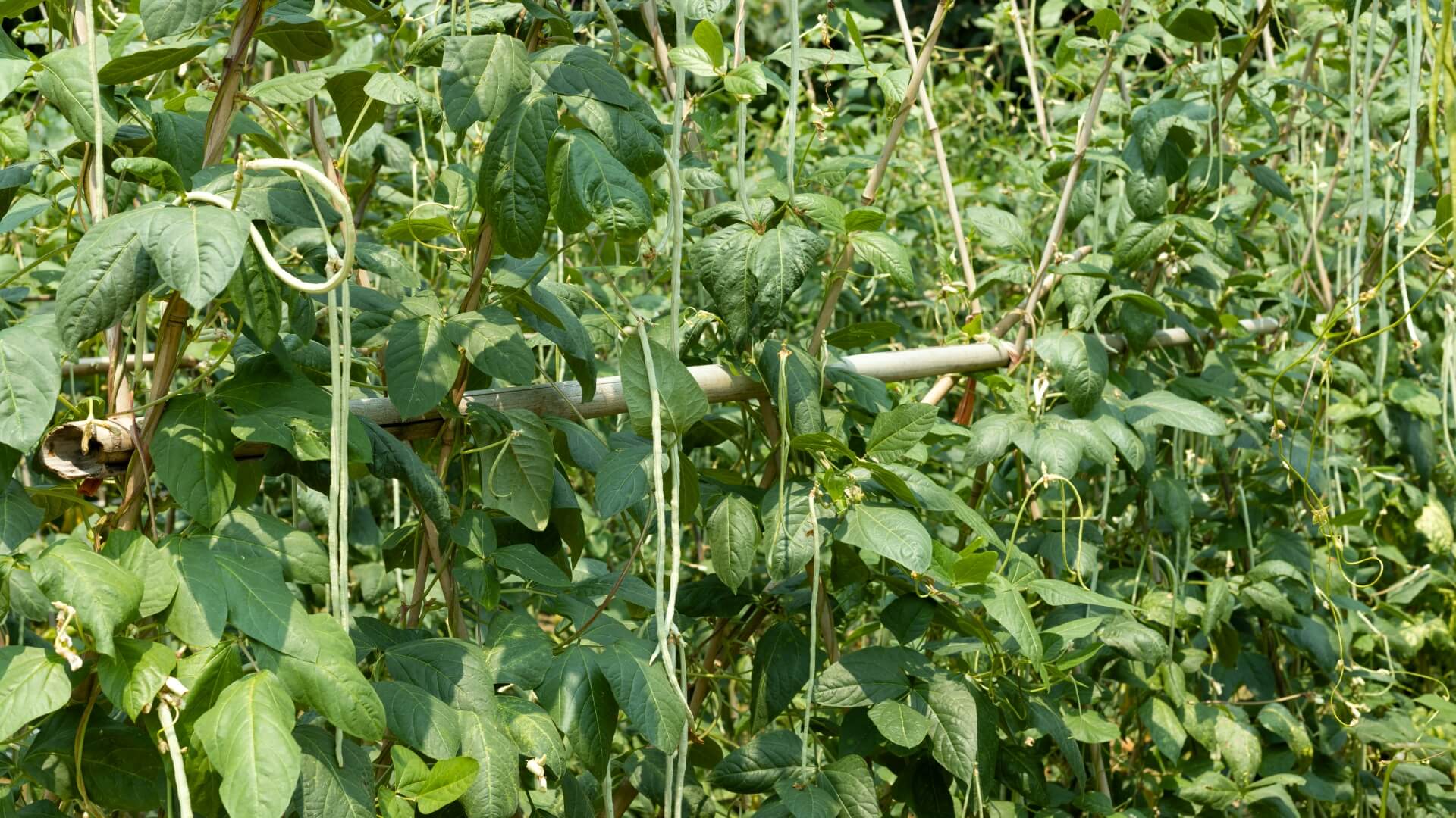 Cowpea plants growing on stakes.