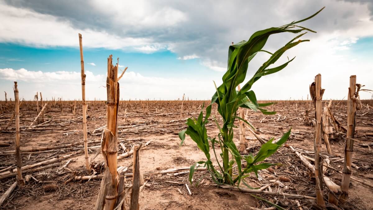 A drought-stricken corn field. One green plant grows, surrounded by dried earth and yellowed plants.