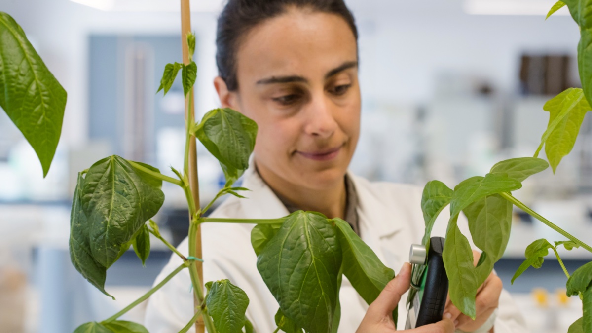 Professor Elizabete Carmo-Silva takes a sample from a leaf in a LEC biology