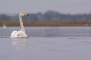 Whooper Swans