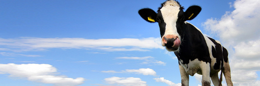 Cattle disease bacteria widespread in the UK