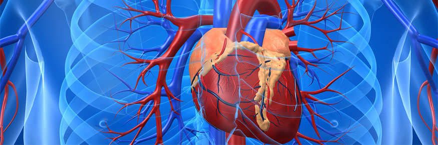 The cardiovascular system
