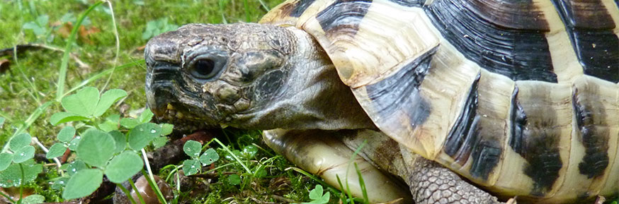 Testudo hermanni (Hermann's Tortoise) &ndash; the trading of tortoises as pets has contributed to the spread of infectious diseases. Provided by the University of Li&egrave;ge.