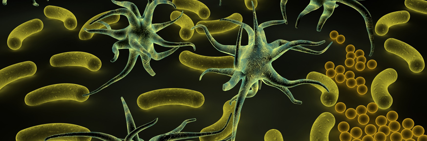 Microbes in the human body 

