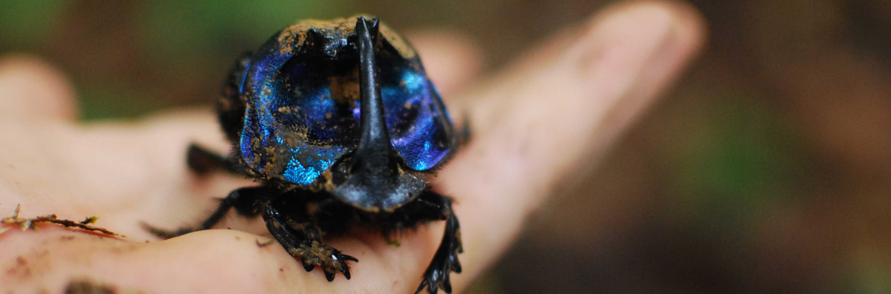 Image courtesy of H.M. Griffiths 
