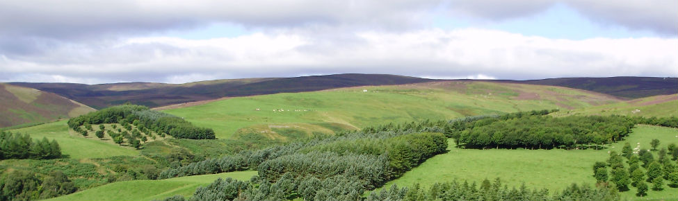 experimental agroforestry site in Scotland