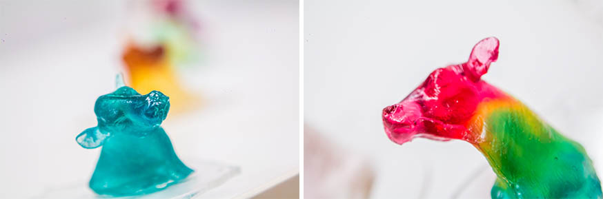 Jelly cows from exhibition