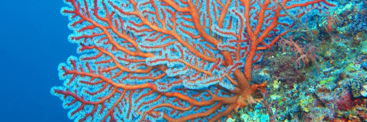 Bright orange and blue coral grows from a rock.