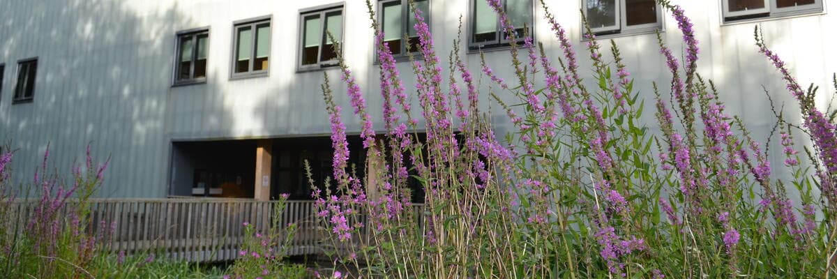  Purple flowers with lica building in the background