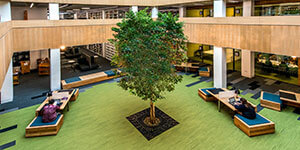 The atrium area of Lancaster University Library, featuring our tree Norma.