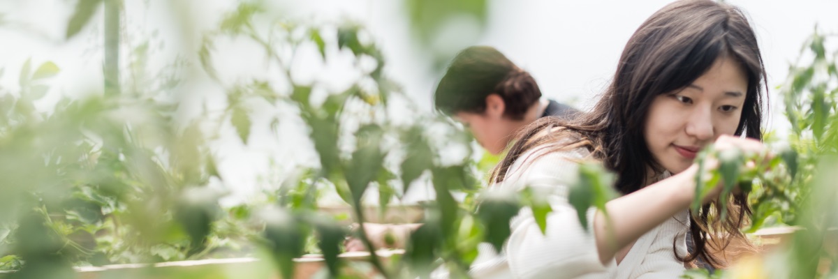Two people work in one of the Lancaster Environment Centre Greenhouses taking readings.
