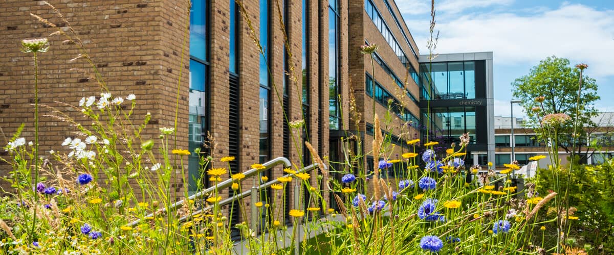 The outside of the Chemistry Building with wildflowers growing in front of it.