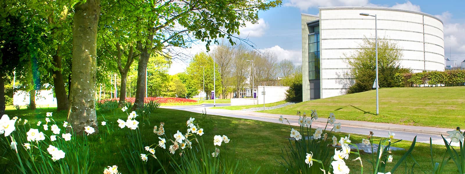 A young male law student reading a textbook.